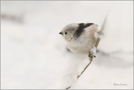 <p>MLYNAŘÍK DLOUHOOCASÝ (Aegithalos caudatus) Šluknovsko-Jiříkov ---- /Long-tailed-tit - Schwanzmeise/</p>