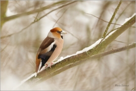 <p>DLASK TLUSTOZOBÝ (Coccothraustes coccothraustes) Šluknovsko - Jiříkov ---- /Hawfinch - Kernbeißer/</p>