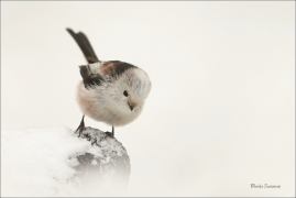 <p>MLYNAŘÍK DLOUHOOCASÝ (Aegithalos caudatus) Šluknovsko-Jiříkov ---- /Long-tailed-tit - Schwanzmeise/</p>