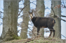 <p>KAMZÍK HORSKÝ (Rupicapra rupicapra) Lužické hory ---- /Chamois - Gämse/</p>