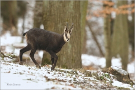 <p>KAMZÍK HORSKÝ (Rupicapra rupicapra) Lužické hory, pod Studencem ---- /Chamois - Gämse/</p>