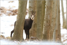 <p>KAMZÍK HORSKÝ (Rupicapra rupicapra) Lužické hory ---- /Chamois - Gämse/</p>