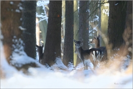 <p>DANĚK SKVRNITÝ (Dama dama) Šluknovsko - Harta /Fallow deer - Damhirsch/</p>
