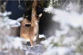 <p>DANĚK SKVRNITÝ (Dama dama) Šluknovsko - Harta /Fallow deer - Damhirsch/</p>