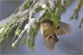 <p>KRÁLÍČEK OBECNÝ (Regulus regulus) Šluknovsko - Jiříkov --- /Goldcrest - Wintergoldhähnchen/</p>