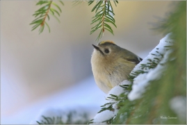 <p>KRÁLÍČEK OBECNÝ (Regulus regulus) Šluknovsko - Jiříkov --- /Goldcrest - Wintergoldhähnchen/</p>
