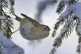<p>KRÁLÍČEK OBECNÝ (Regulus regulus) Šluknovsko - Jiříkov --- /Goldcrest - Wintergoldhähnchen/</p>