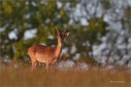 <p>DANĚK SKVRNITÝ (Dama dama) Šluknovsko - Valdek /Fallow deer - Damhirsch/</p>