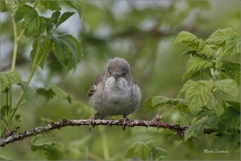 <p>PĚNICE VLAŠSKÁ (Sylvia nisoria)- Dolní Podluží /Berred warbler - Sperbergerasmücke/</p>