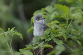 <p>PĚNICE VLAŠSKÁ (Sylvia nisoria)- Dolní Podluží /Berred warbler - Sperbergerasmücke/</p>