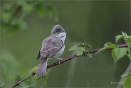 <p>PĚNICE VLAŠSKÁ (Sylvia nisoria)- Dolní Podluží /Berred warbler - Sperbergerasmücke/</p>