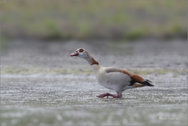 <p>HUSICE NILSKÁ (Alopochen aegyptiaca) Varnsdorf --- /Egyptian goose - Nilgans/</p>