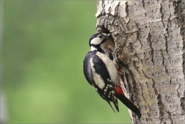 <p>STRAKAPOUD VELKÝ (Dendrocopos major) - /Great spotted woodpecker – Buntspecht/
</p>