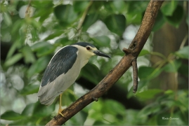 <p>KVAKOŠ NOČNÍ (Nycticorax nycticorax) - jižní Morava ----/Black-crowned night heron - Nachtreiher/</p>