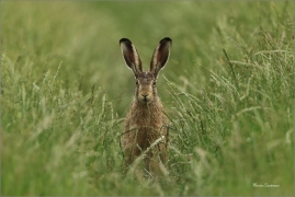 <p>ZAJÍC POLNÍ (Lepus europaeus) jižní Morava --- /European hare - Feldhase/</p>