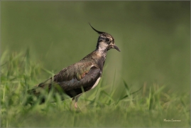 <p>ČEJKA CHOCHOLATÁ (Vanellus vanellus) jižní Morava ----- /Northern lapwing - Kiebitz/</p>