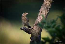 <p>KRUTIHLAV OBECNÝ (Jynx torquilla) - jižní Morava ----/Eurasian wryneck - Wendehals/</p>