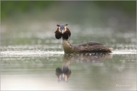 <p>POTÁPKA ROHÁČ (Podiceps cristatus) Českolipsko ----- /Great grested grebe – Haubentaucher/</p>