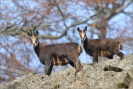 <p>KAMZÍK HORSKÝ (Rupicapra rupicapra) Lužické hory, Studenec / Chamois / Gämse</p>