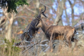 <p>KAMZÍK HORSKÝ (Rupicapra rupicapra) Lužické hory, Studenec / Chamois / Gämse</p>