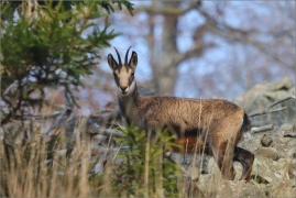 <p>KAMZÍK HORSKÝ (Rupicapra rupicapra) Lužické hory, Studenec / Chamois / Gämse</p>