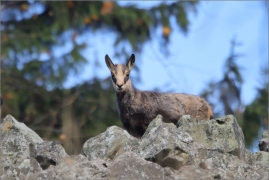 <p>KAMZÍK HORSKÝ (Rupicapra rupicapra) Lužické hory, Studenec / Chamois / Gämse</p>