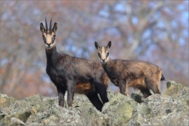 <p>KAMZÍK HORSKÝ (Rupicapra rupicapra) Lužické hory, Studenec / Chamois / Gämse</p>