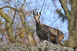 <p>KAMZÍK HORSKÝ (Rupicapra rupicapra) Lužické hory, Studenec / Chamois / Gämse</p>
