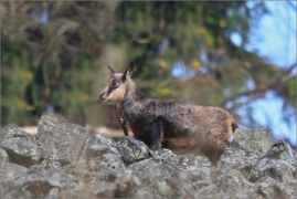 <p>KAMZÍK HORSKÝ (Rupicapra rupicapra) Lužické hory, Studenec ---- /Chamois - Gämse/</p>