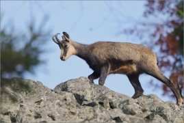 <p>KAMZÍK HORSKÝ (Rupicapra rupicapra) Lužické hory, Studenec ---- /Chamois - Gämse/</p>