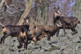 <p>KAMZÍK HORSKÝ (Rupicapra rupicapra) Lužické hory, Studenec / Chamois / Gämse</p>
