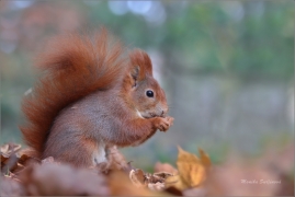<p>VEVERKA OBECNÁ (Sciurus vulgaris)   /Red squirrel - Eichhörnchen/</p>