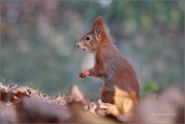 <p>VEVERKA OBECNÁ (Sciurus vulgaris)  /Red squirrel - Eichhörnchen/</p>