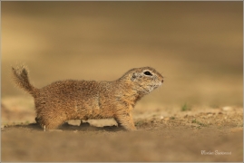 <p>SYSEL OBECNÝ (Spermophilus citellus) --- /European ground squirrel - Europäisches Ziesel/</p>