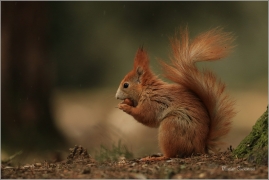 <p>VEVERKA OBECNÁ (Sciurus vulgaris) ---- /Red squirrel - Eichhörnchen/</p>