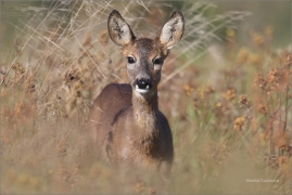 <p>SRNEC OBECNÝ (Capreolus capreolus) Šluknovsko - Jiříkov (European roe deer / Europäisches Reh</p>