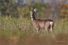 <p>SRNEC OBECNÝ (Capreolus capreolus) Šluknovsko - Jiříkov (European roe deer / Europäisches Reh</p>