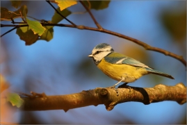 <p>SÝKORA MODŘINKA (Cyanistes caeruleus) /Eurasian blue tit - Blaumeise/</p>