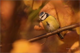 <p>SÝKORA MODŘINKA (Cyanistes caeruleus) /Eurasian blue tit - Blaumeise/</p>