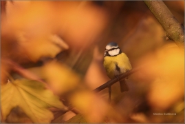 <p>SÝKORA MODŘINKA (Cyanistes caeruleus)</p>
