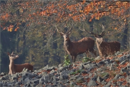 <p>JELEN LESNÍ (Cervus elaphus) Lužické hory - Studenec / Red deer / Rothirsch</p>