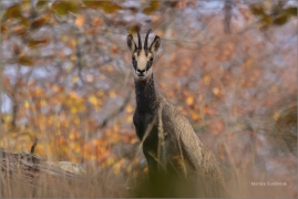 <p>KAMZÍK HORSKÝ (Rupicapra rupicapra) Lužické hory, Studenec / Chamois / Gämse</p>