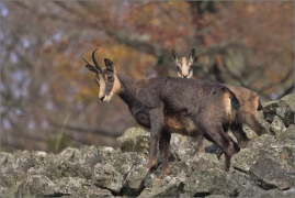 <p>KAMZÍK HORSKÝ (Rupicapra rupicapra) Lužické hory, Studenec / Chamois / Gämse</p>