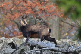 <p>KAMZÍK HORSKÝ (Rupicapra rupicapra) Lužické hory, Studenec / Chamois / Gämse</p>