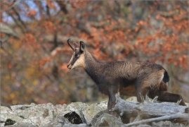<p>KAMZÍK HORSKÝ (Rupicapra rupicapra) Lužické hory, Studenec / Chamois / Gämse</p>