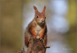 <p>VEVERKA OBECNÁ (Sciurus vulgaris)     /Red squirrel - Eichhörnchen/</p>
