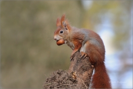 <p>VEVERKA OBECNÁ (Sciurus vulgaris)     /Red squirrel - Eichhörnchen/</p>