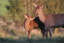 <p>JELEN LESNÍ (Cervus elaphus) obora Rumburk / Red deer / Rothirsch</p>