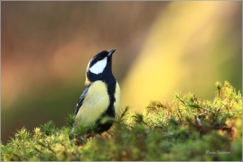 <p>SÝKORA KOŇADRA (Parus major) ------- /Great tit - Kohlmeise/</p>