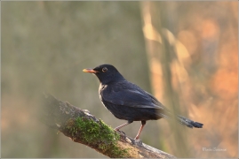 <p>KOS ČERNÝ (Turdus merula) /Common blackbird - Amsel/</p>